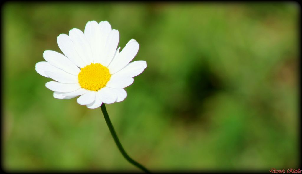 Leucanthemum vulgare???